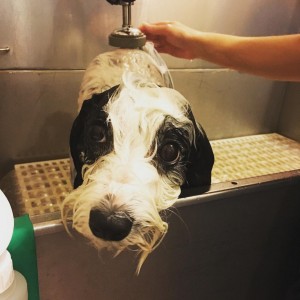Bath time for Roxie!
