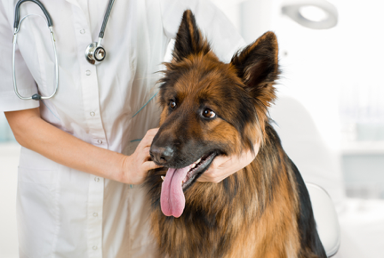 A GUIDE TO 10 COMMON LARGE BREED DOG HEALTH ISSUES