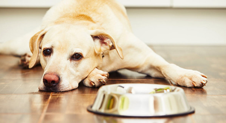 Best Dog Food for Sensitive Stomach and Diarrhea