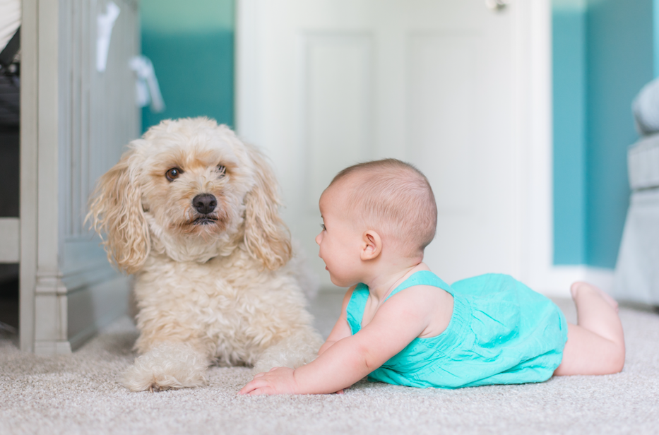 5 Things to Remember When Introducing Your Baby to Your Dog