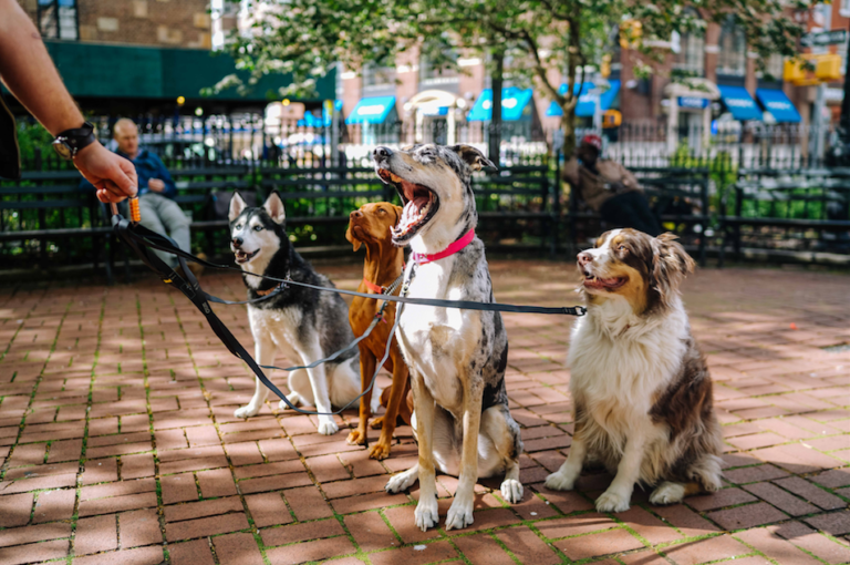 How to Teach Dog Walking To Your Dog New York Dog Nanny