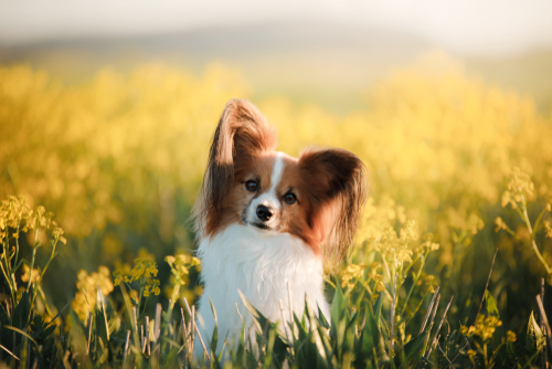 Benefits Of Turning Your Pet Photos Into Pet Portrait