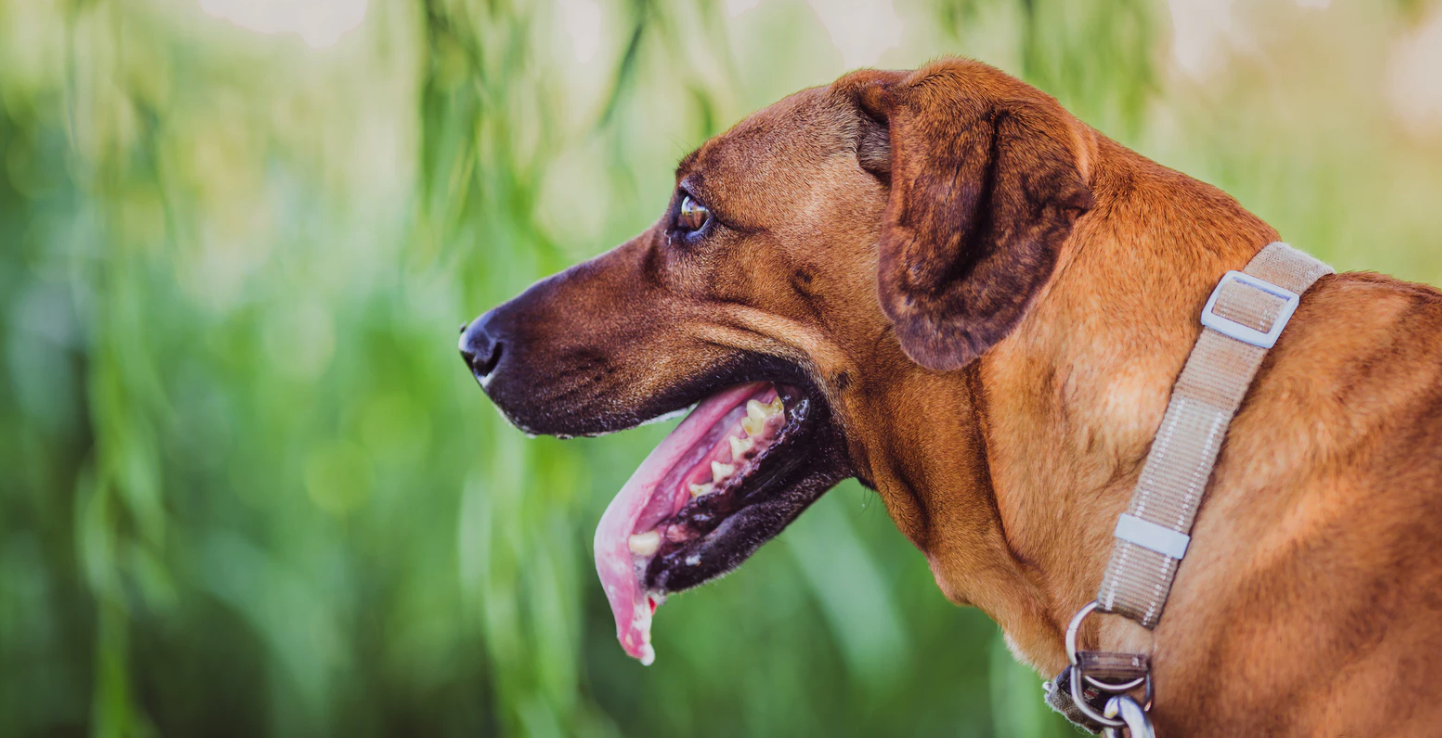 Excessive drooling in dogs and cats – When should you be worried?