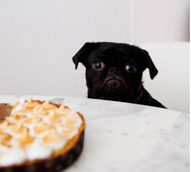 5 Common Household & Delivery Foods You Want Your Dog to Avoid Stat