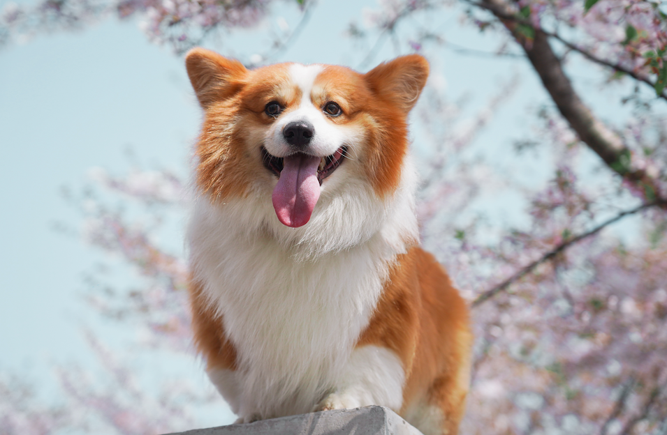 Get Excited About These 7 Dog Trends For 2019