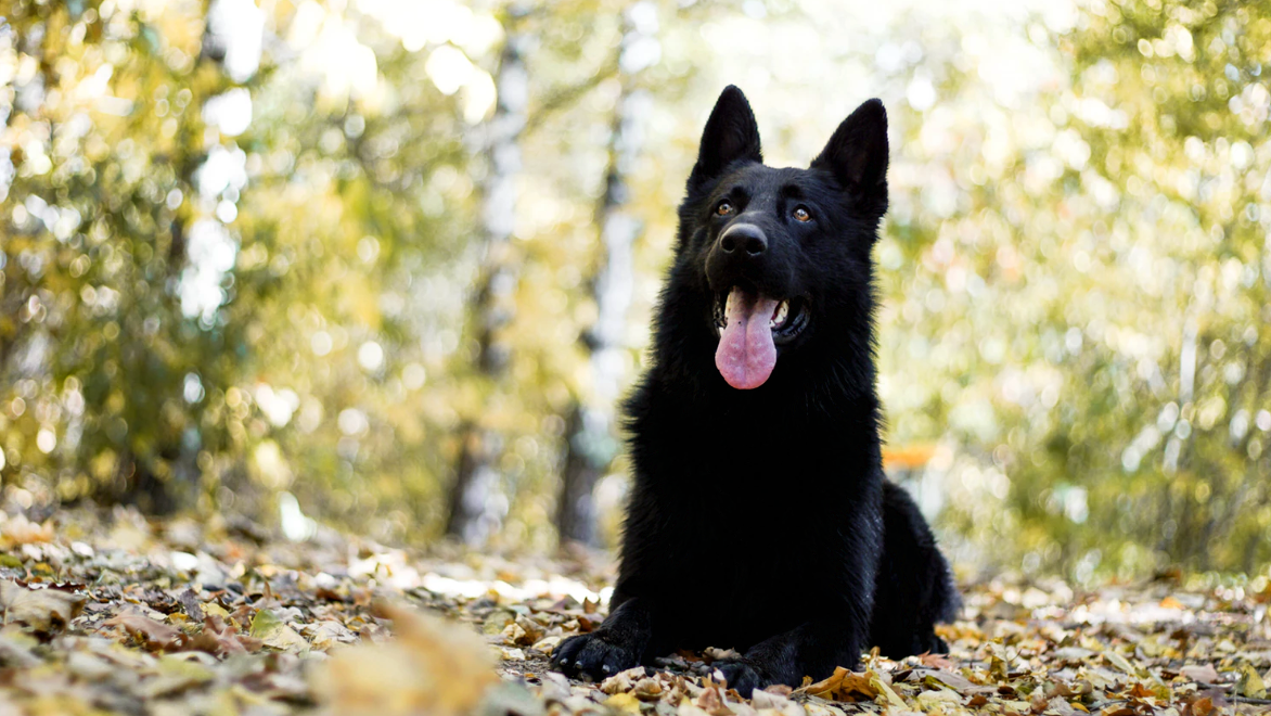 Black Shepherds: What’s Not to Love?