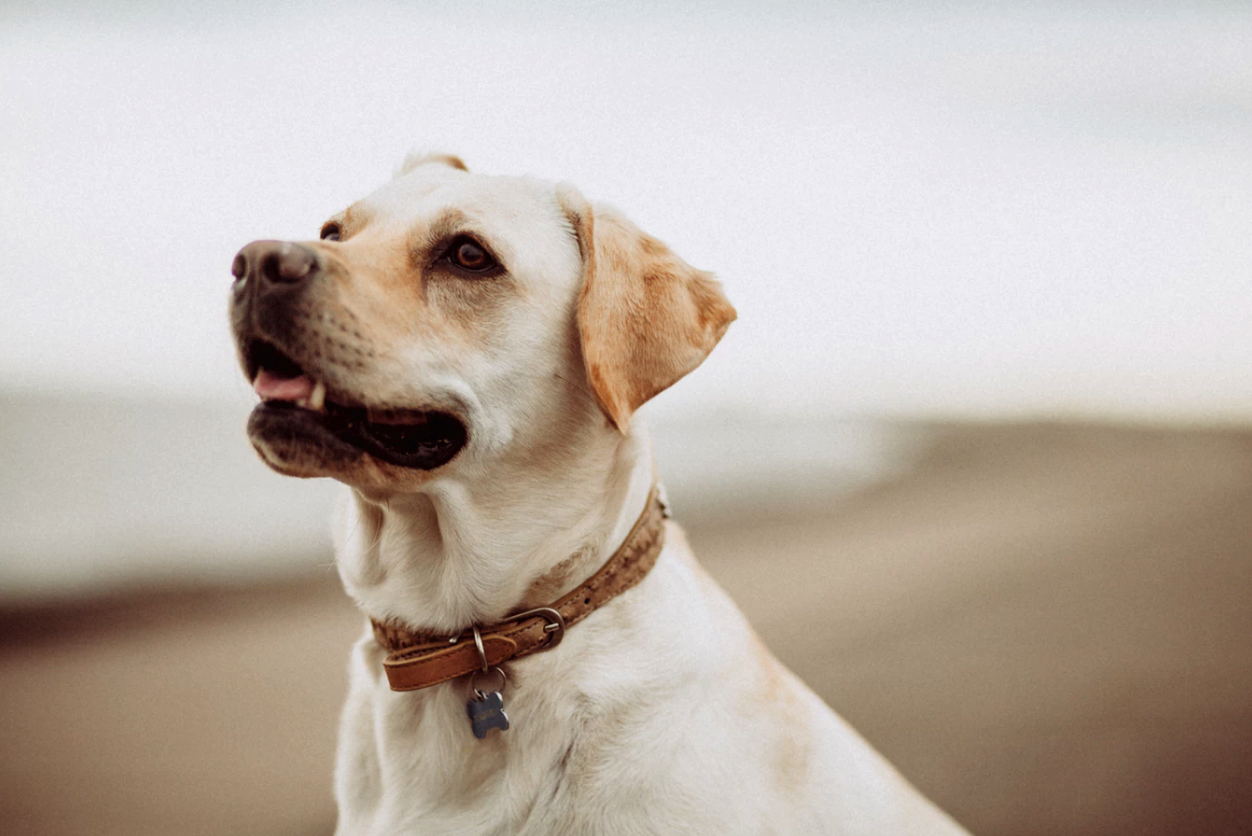 8 Benefits of CBD That Will Change Your Pet’s Life