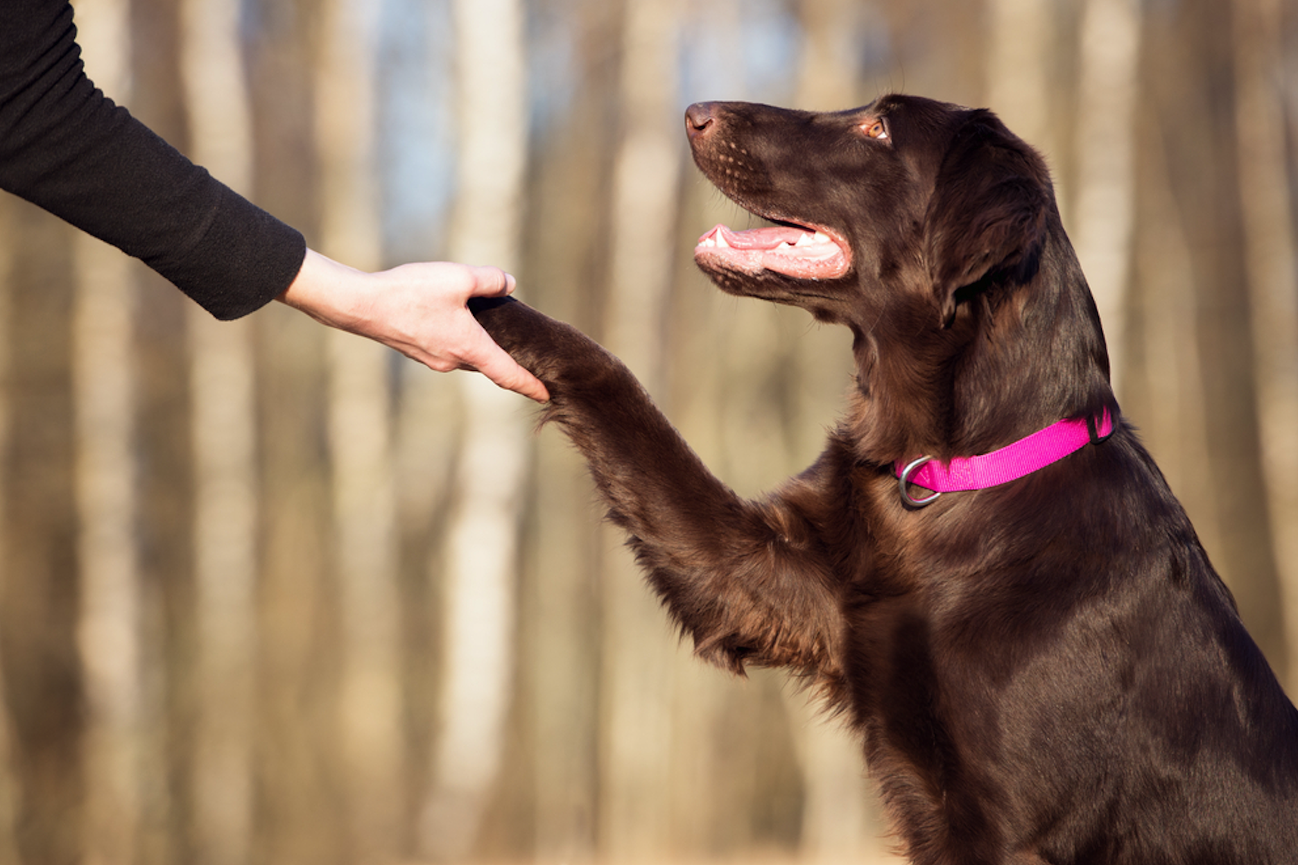 Should Dog Trainers Focus on Online Branding?
