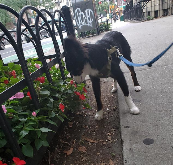 5 Places to Walk Your Dog in Rose Hill/ Murray Hill, NY 10016