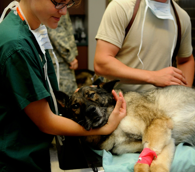 An Easy Way To Find The Best Veterinarians In New York City