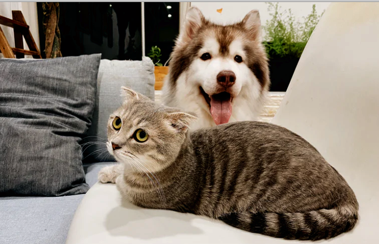 How to Have a Cat and Dog Under One Roof