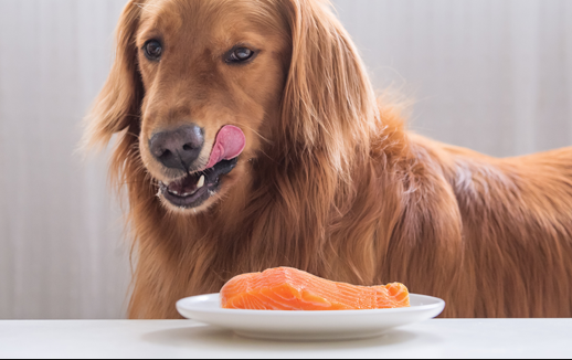 Can Dogs Eat Salmon? Its Healthy or Bad You Need to Know This