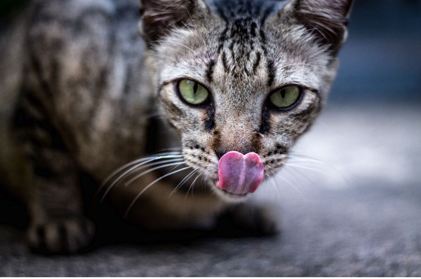 Can Cats Eat Dry Dog Food?