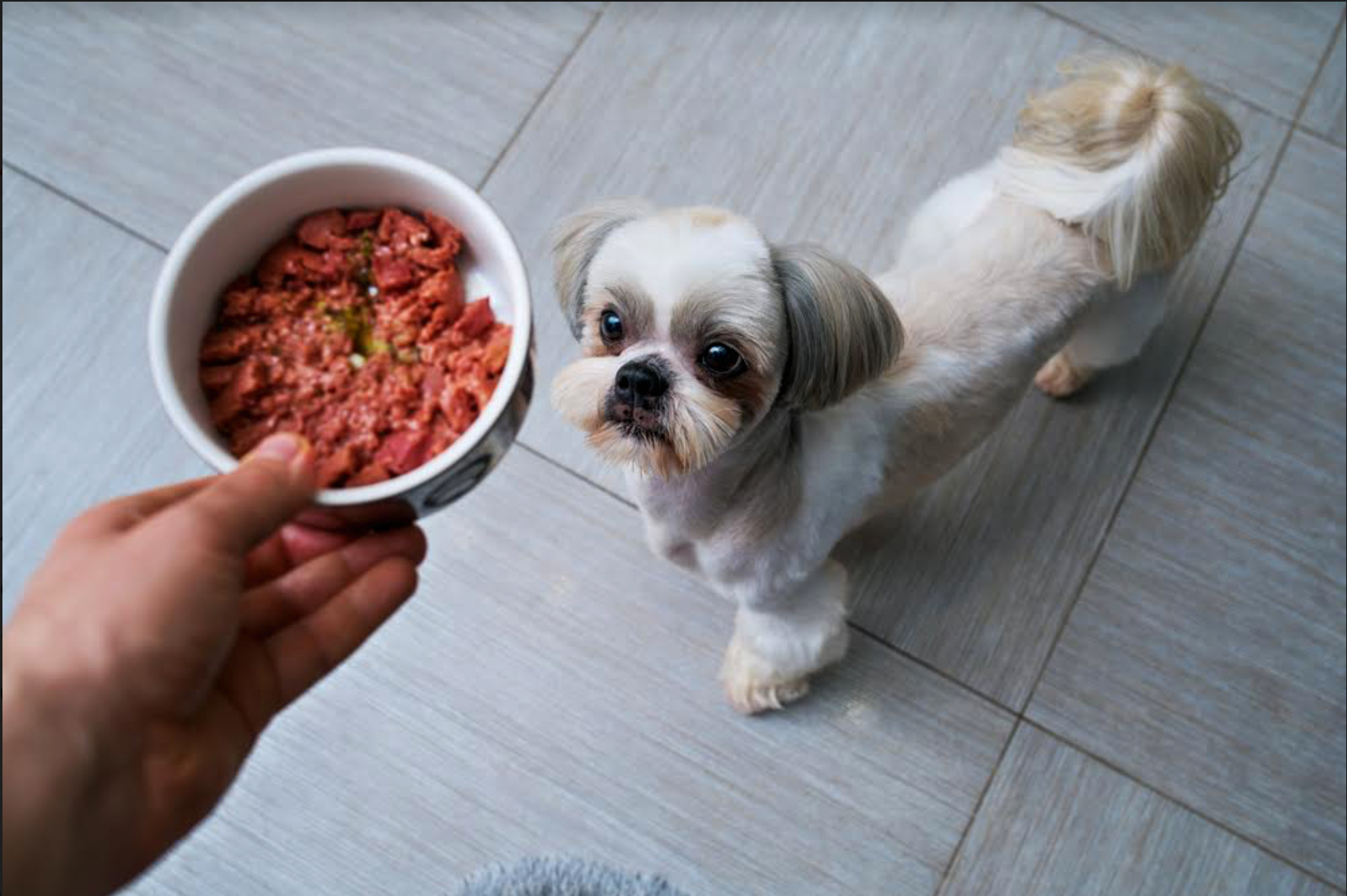 Tips When Buying Dog Food for Your Shih Tzu