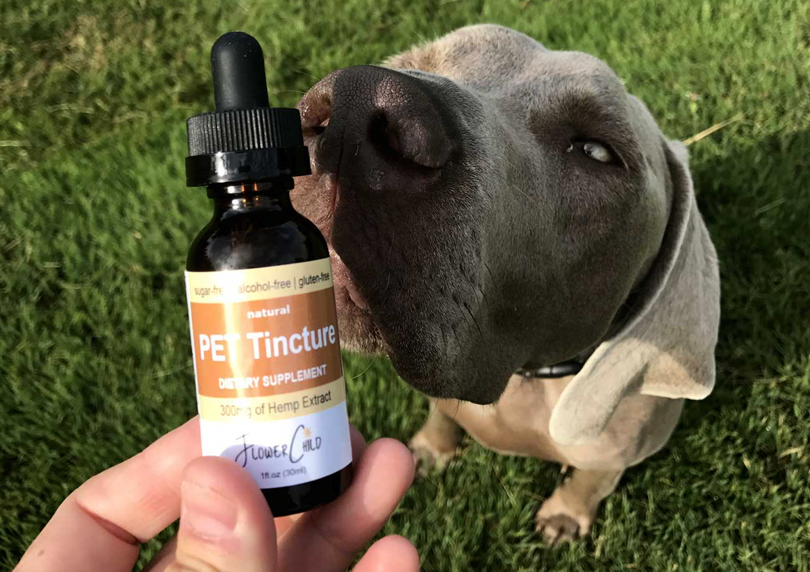 How Much CBD is Safe to Use for Dogs?