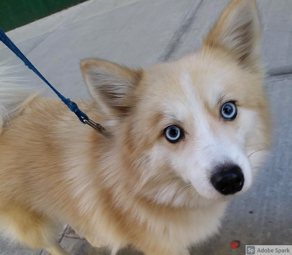 Unraveling the Energetic Charm of Pomskys: A Guide to Training Hyperactive Pomsky Pups