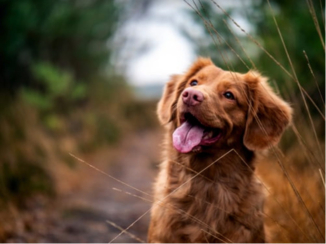 The Ins And Outs Of CBD And Its Effects On Dogs