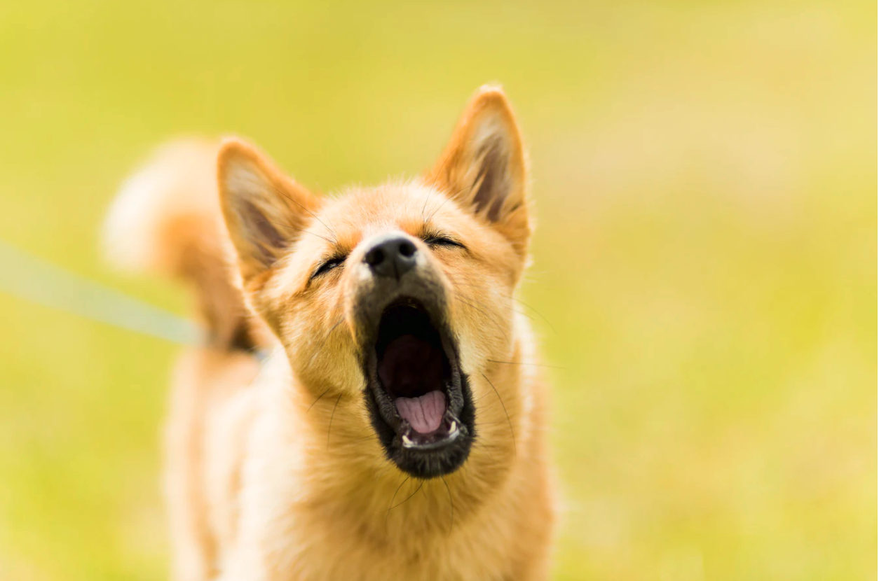Tips to Stop Your Dog from Barking