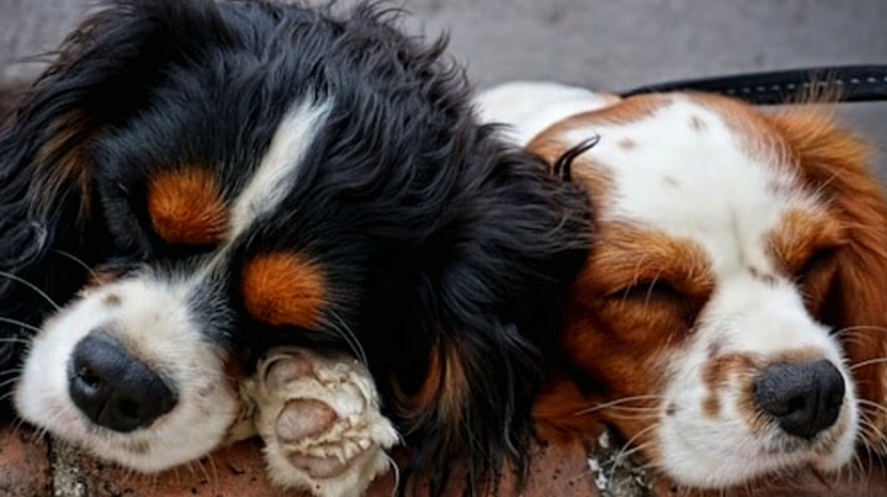 Pet Safety Tips & Dog Bites Prevention