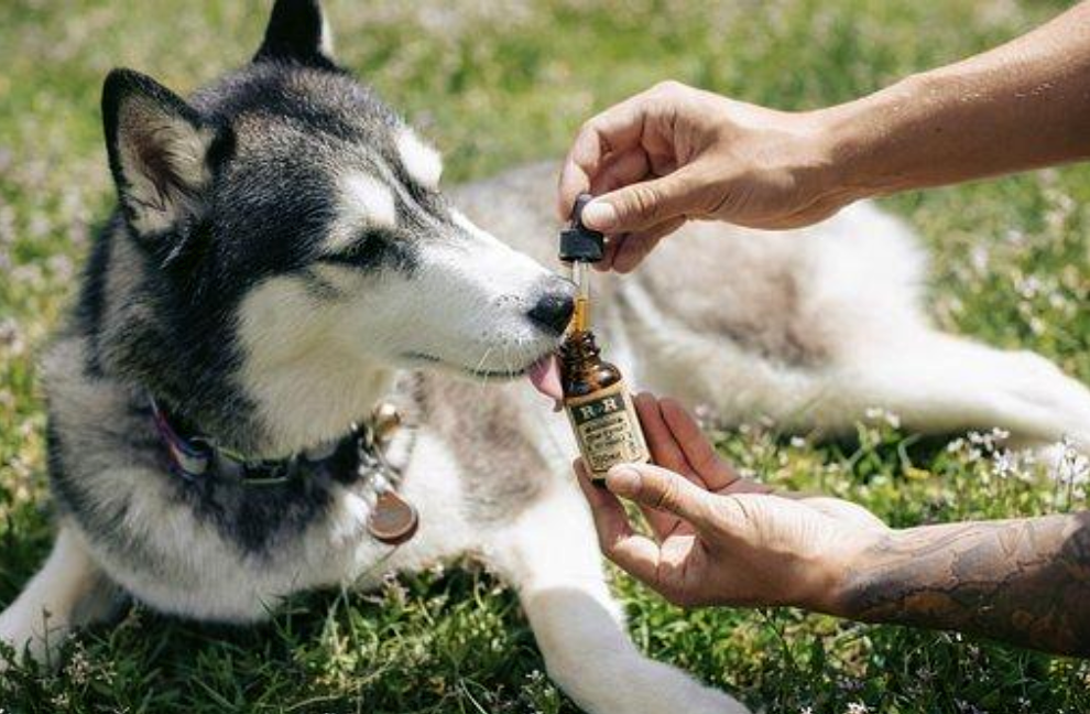 5 Tips and Tricks on How to Give CBD Oil to Picky Pet Eaters