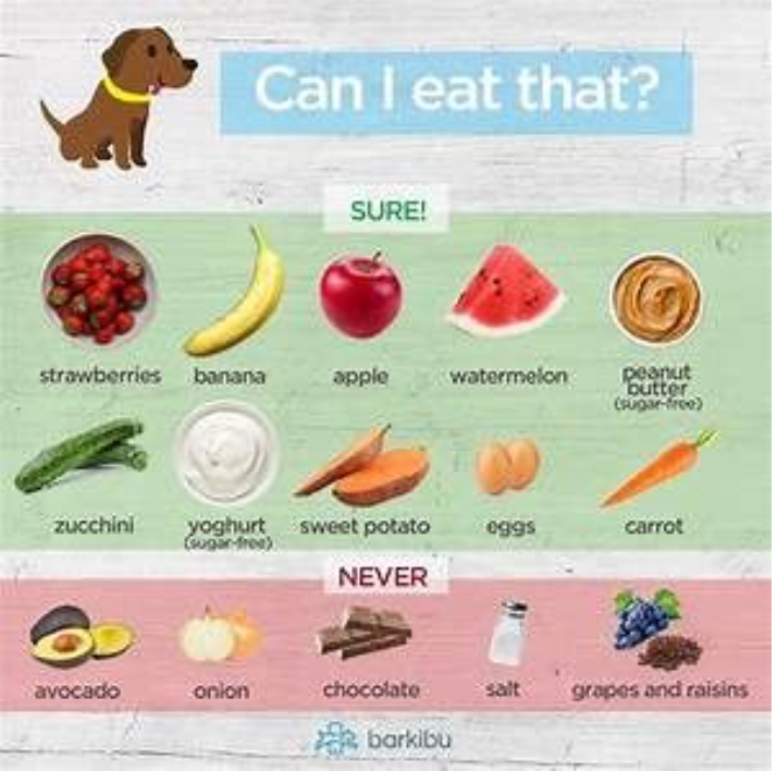 What Can Dog Eat? You Need to Know What Your Dog Likes