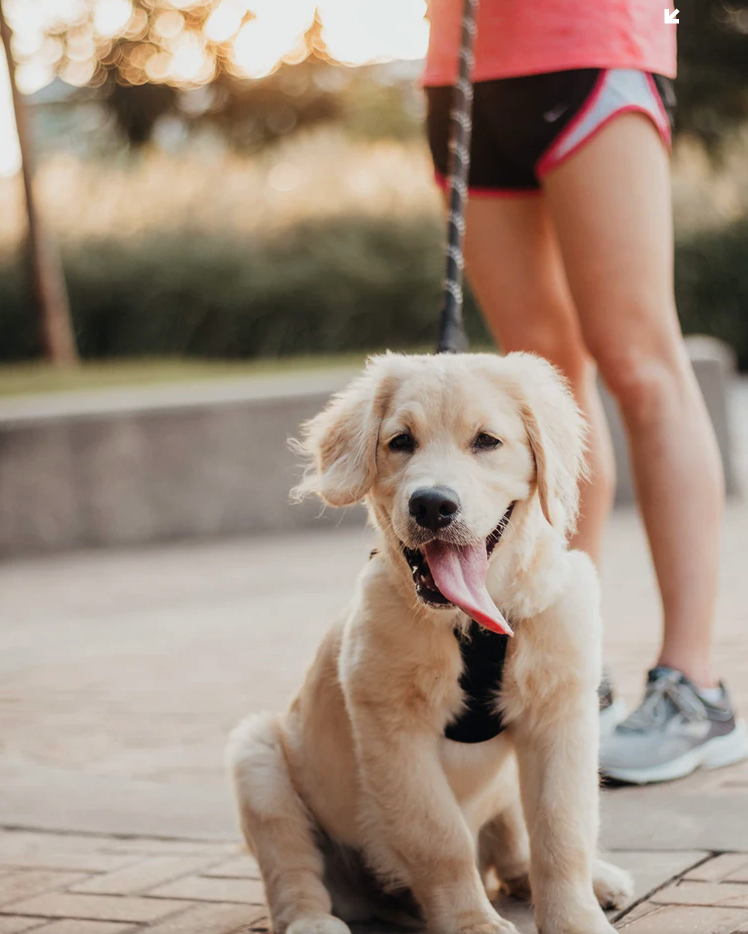Expert Tips For Jogging With Your Dog In New York