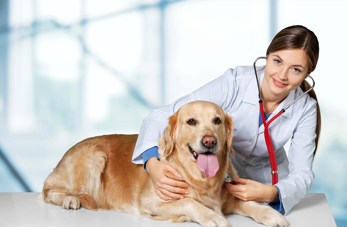 Why Take Your Pet To Abbotsford Vet Hospital and Animal Clinic?
