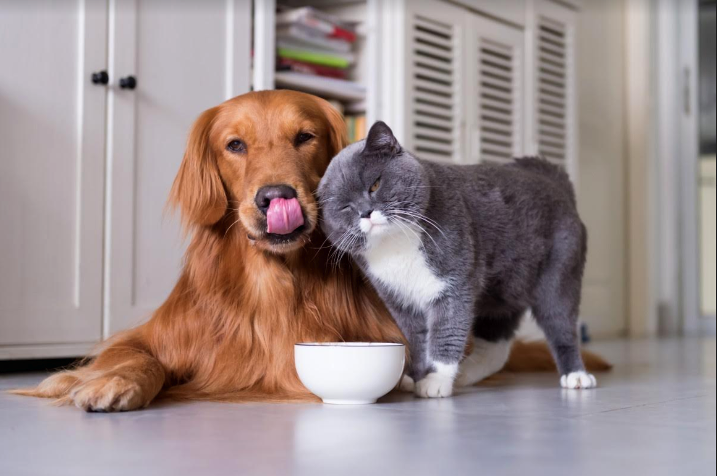 Is cat food dangerous for my dog?