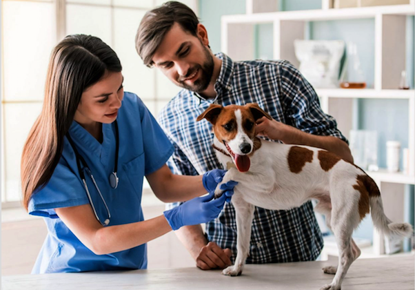 5 Benefits Of Visiting An Animal Hospital In Pensacola