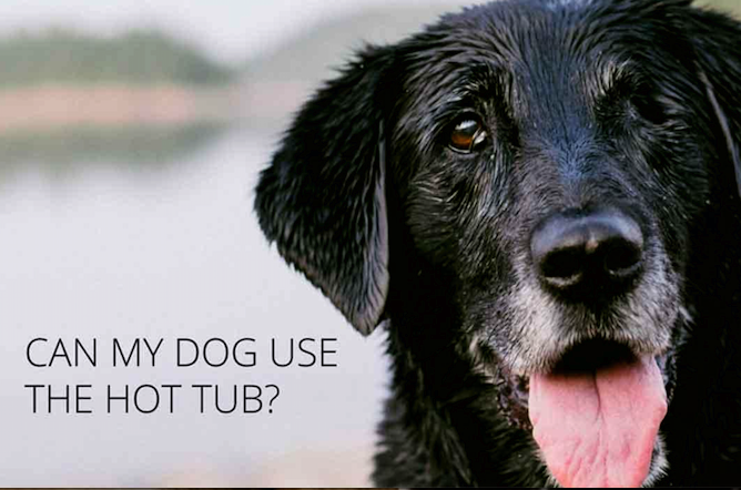 Why Should You Keep Your Pets Safe Around Your Hot Tub?
