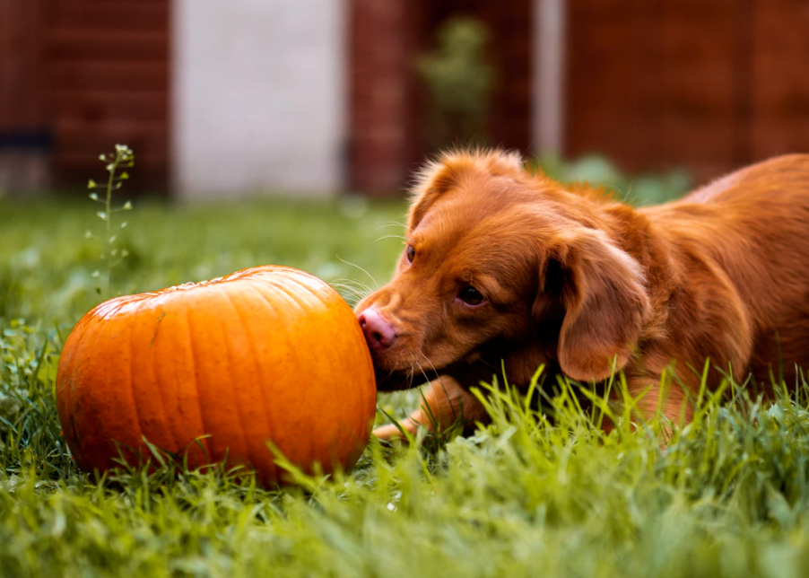 How Is Pumpkin Care Taking Care Of Pets? 