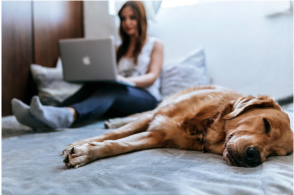 4 Writing Tips for Starting a Pet Blog