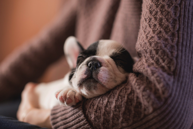 New Year, New Puppy: 5 Ways You Can Adjust at Home