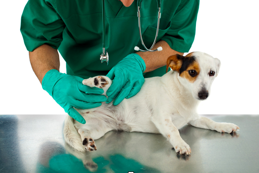 Pet Health: How to Prevent Your Pet from Skin Infection 101