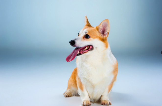 Seven Things All Corgi Owners Know