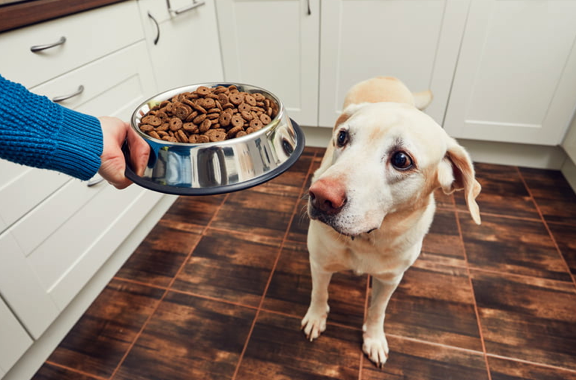 Things to Know About Healthy Dog Food