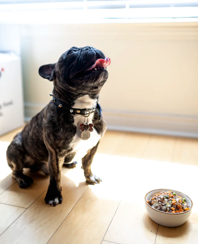 The Best Organic Dog Foods with All-Natural Ingredients