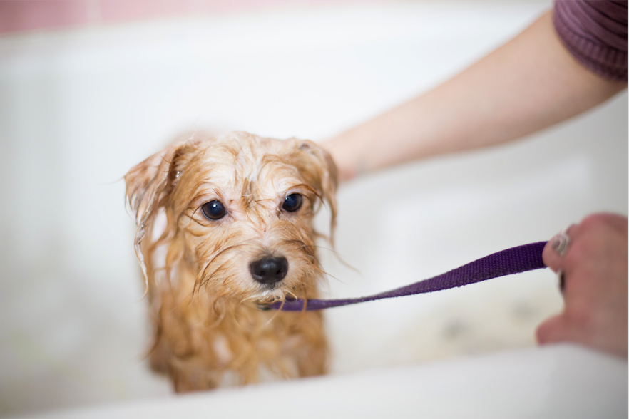 Top 8 Tricks to Make Your Dog Love Being Groomed
