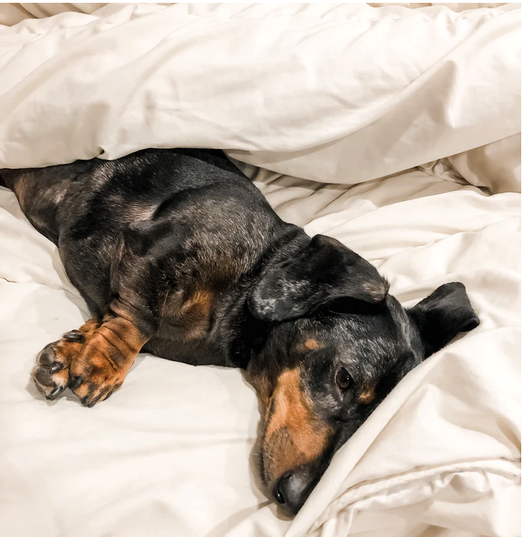 5 Tips for Sleeping Soundly With a Dog in the Bed