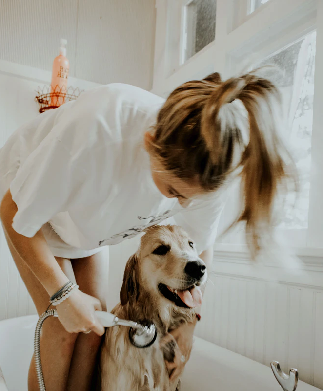 The Complete Guide to Starting Your Own Dog Grooming Business