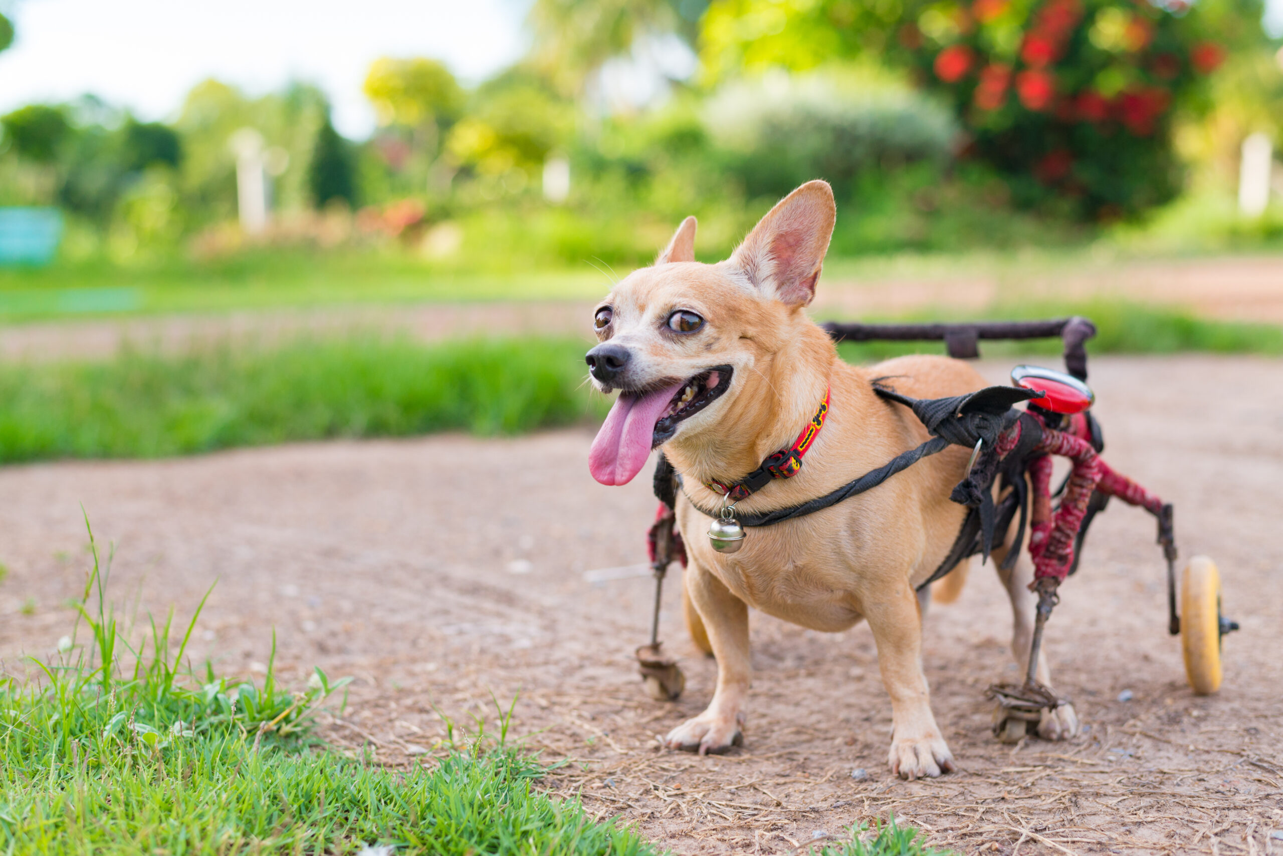 7 Conditions A Dog Wheelchair Can Help Manage