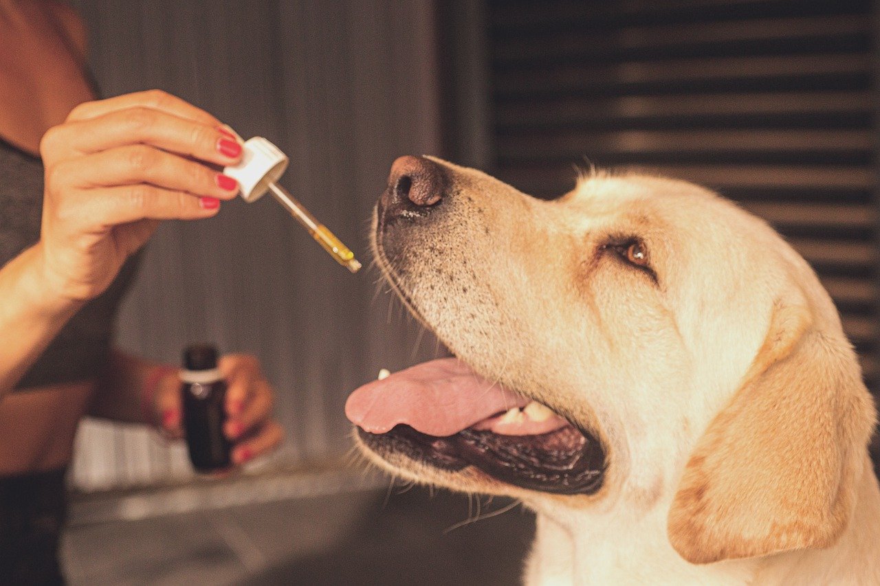 Importance of Pesticide-Free CBD Oil for Dogs