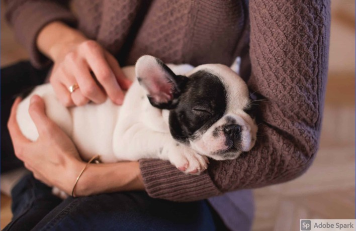 7 Easy to Maintain Pets to Fit your Life