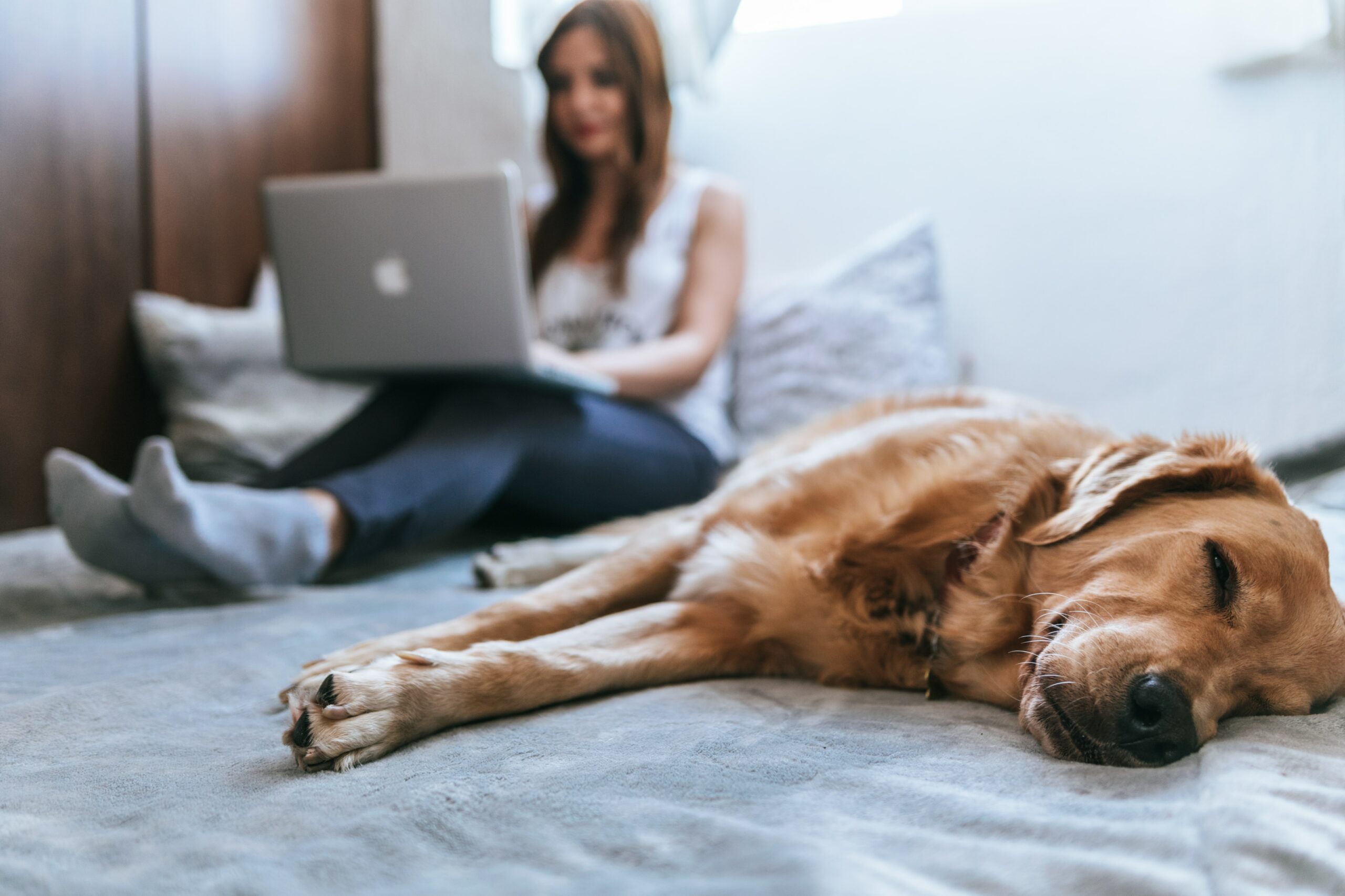 Guide to Apartment Renting with a Pet in New York City