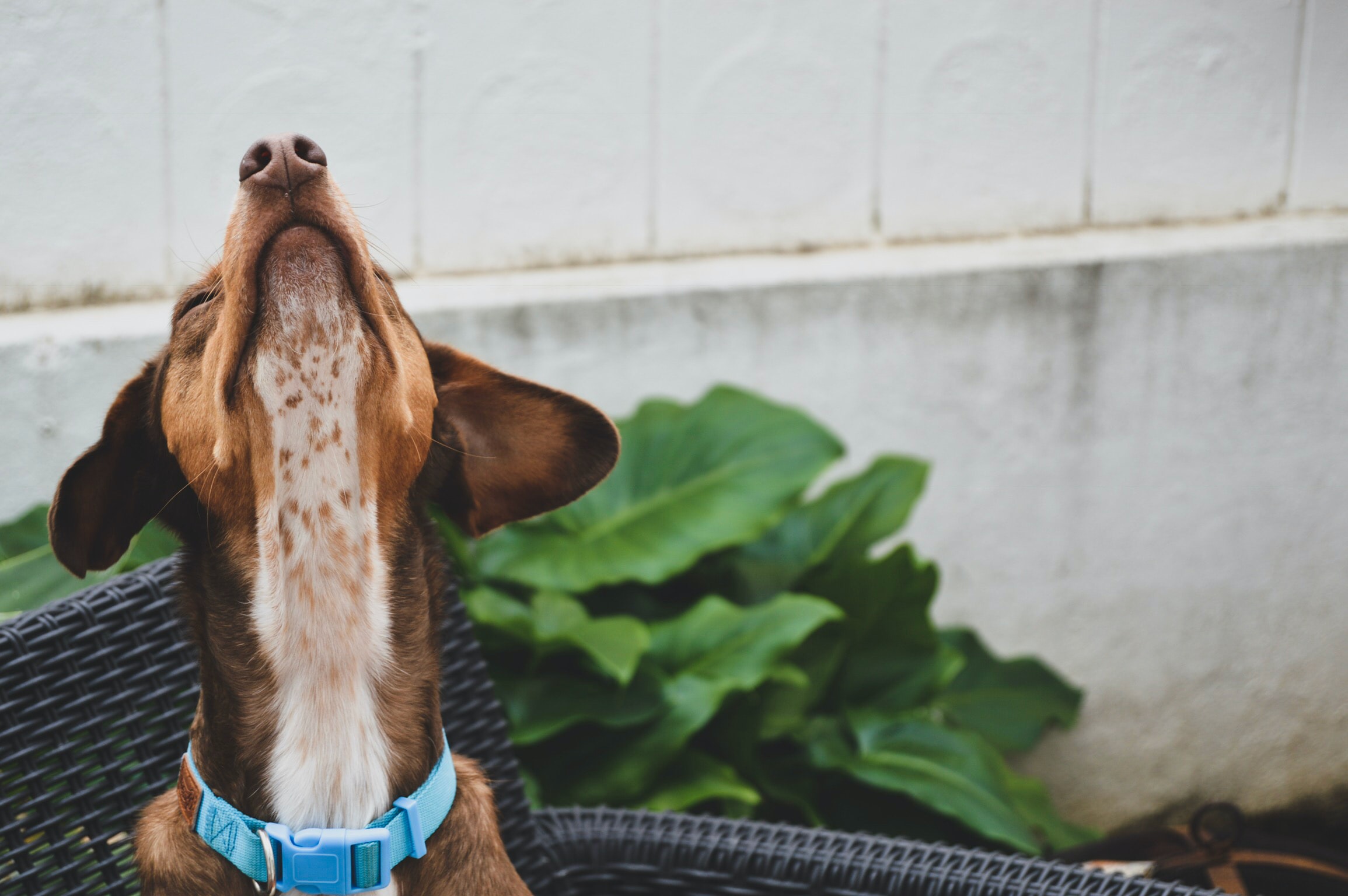 10 Amazing Ways To Keep Your Dog Happy