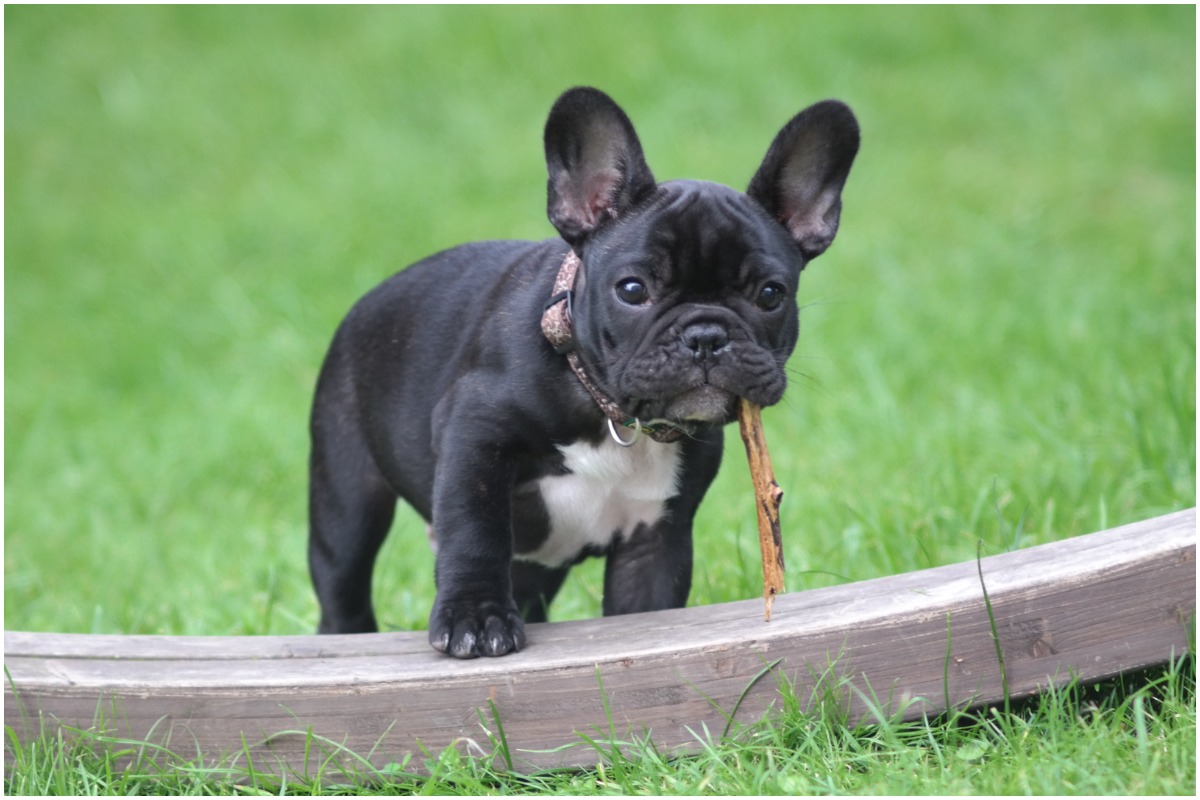 11 Expert Tips to Create a Dog-Friendly Backyard