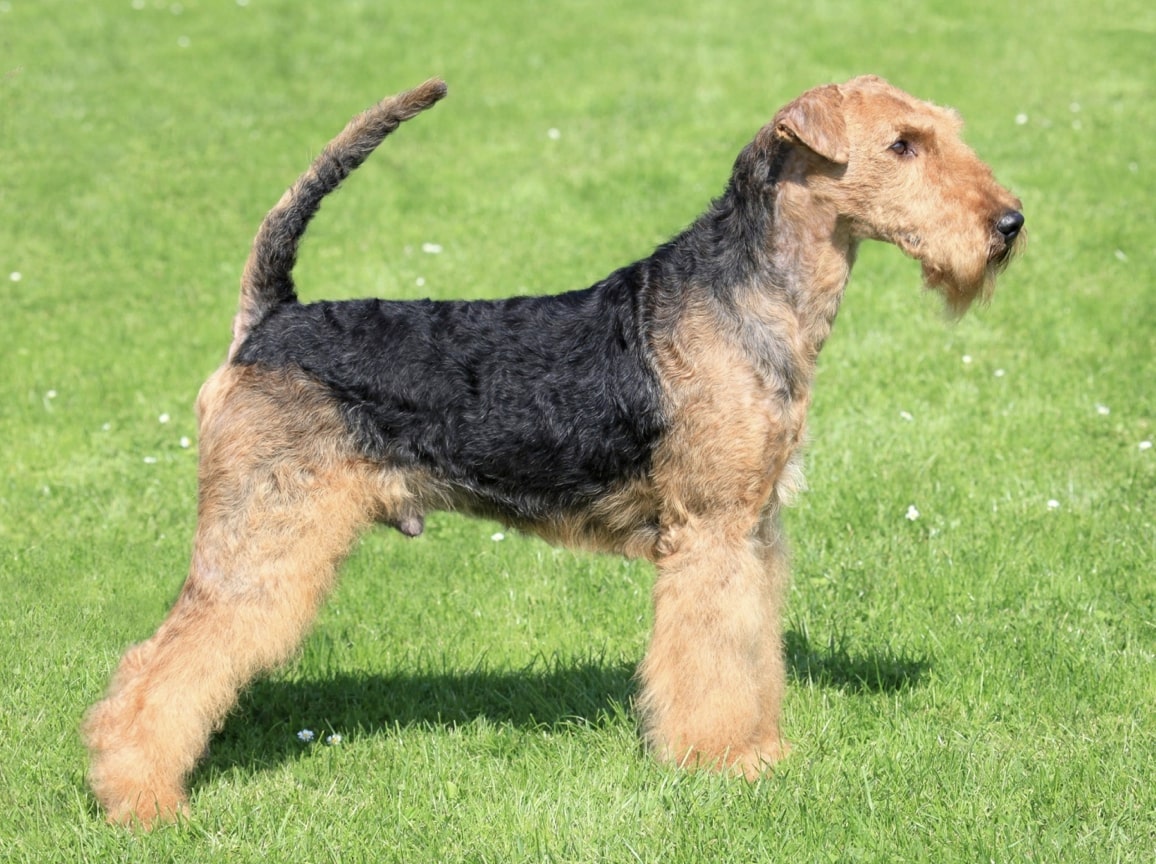 Airedale Terrier Puppies for Sale