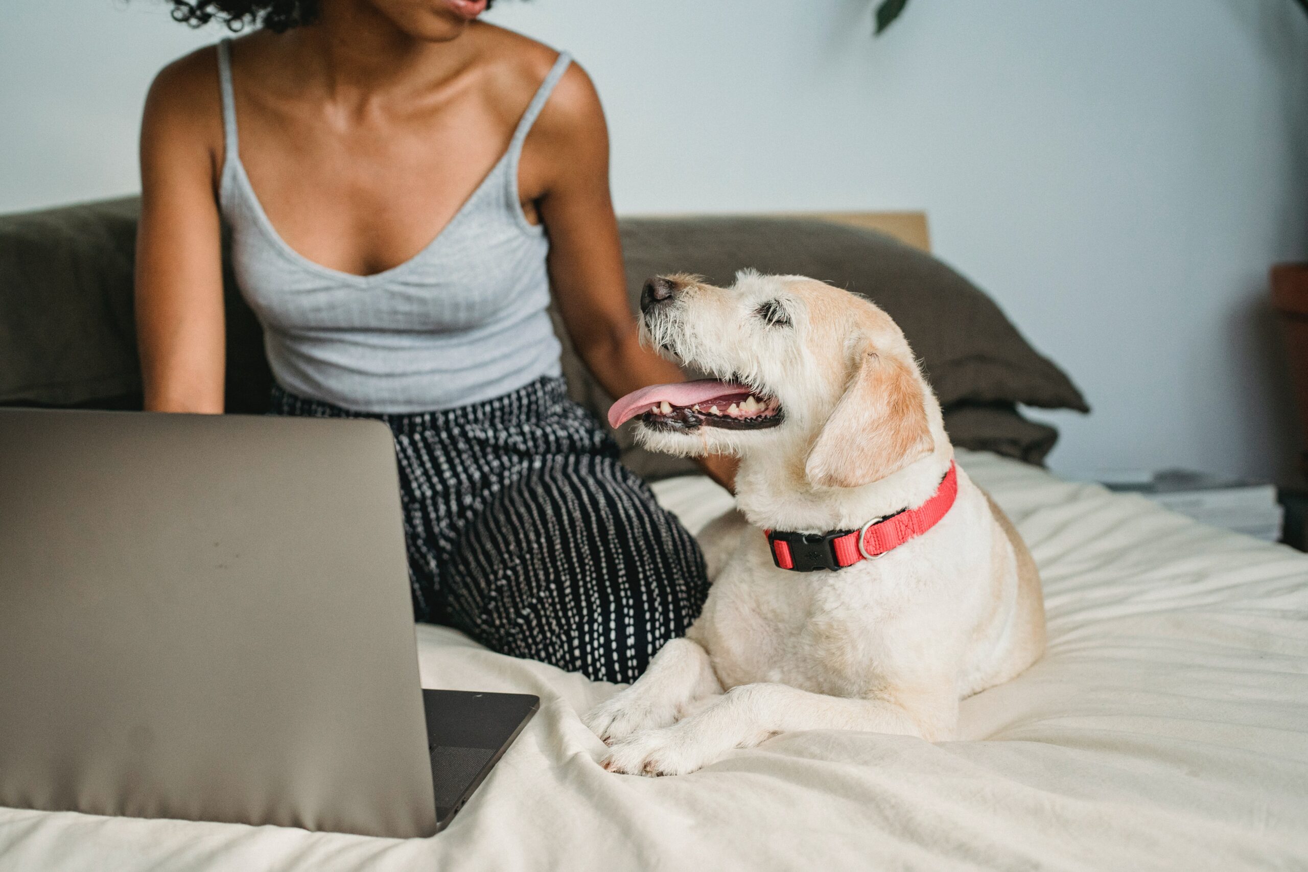 6 Tips for Anyone in a Studio Apartment with Pets