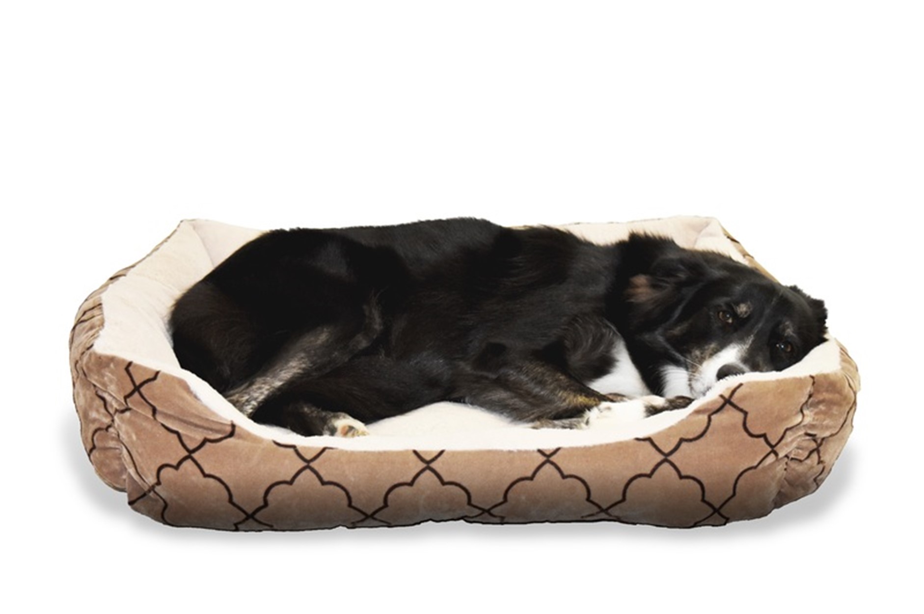 Important Things You Should Know About Eco-Friendly Dog Beds