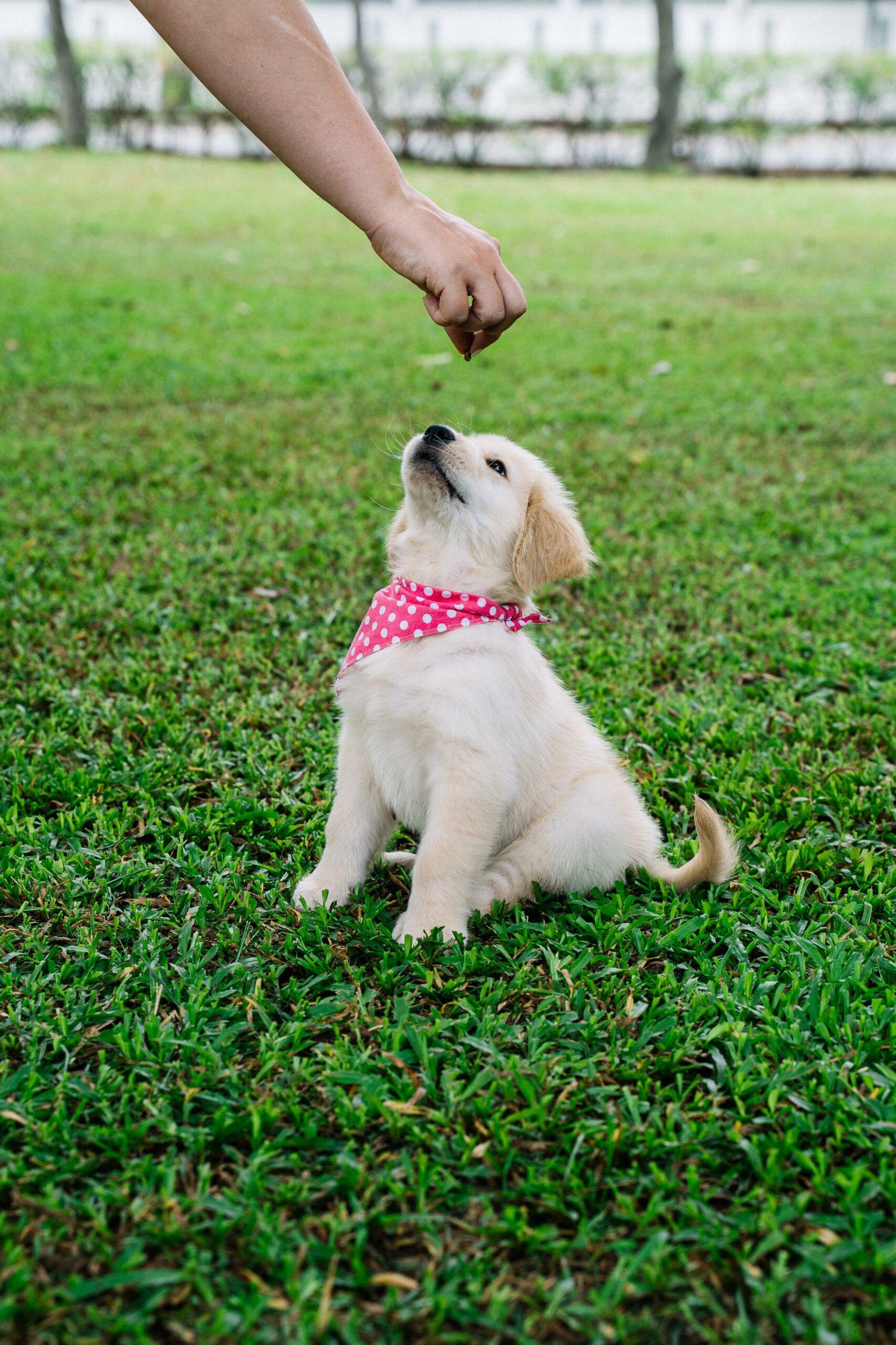 3 Things You May be Overlooking Before Hiring a Dog Trainer